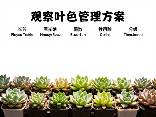 光照时长的周期性调控与环境协同