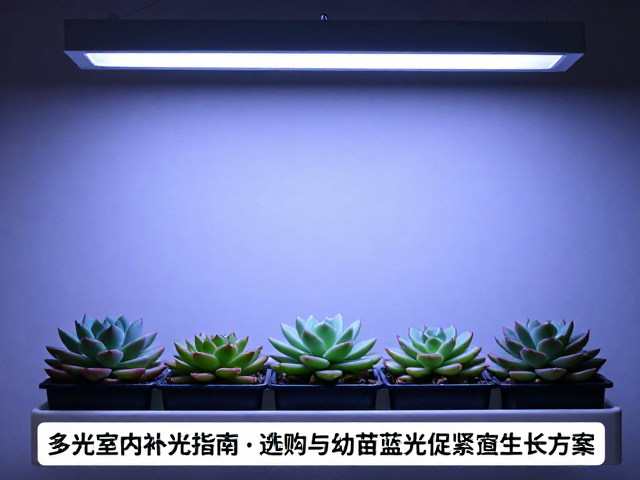 光照时长与光周期管理