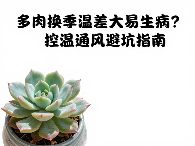 多肉换季温差大易生病？控温通风避坑指南，养出健康多肉