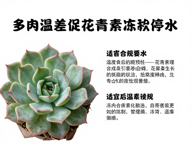 多肉温差促花青素积累，冻害后停水，适宜温度管控全攻略