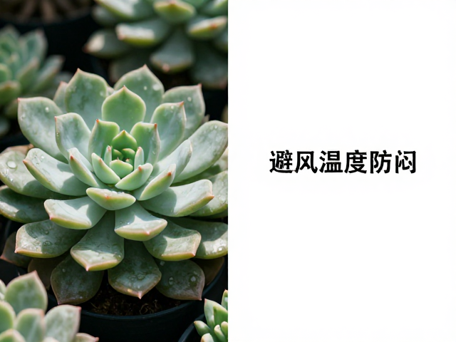 避晒策略:光影管理下的叶片保护机制
