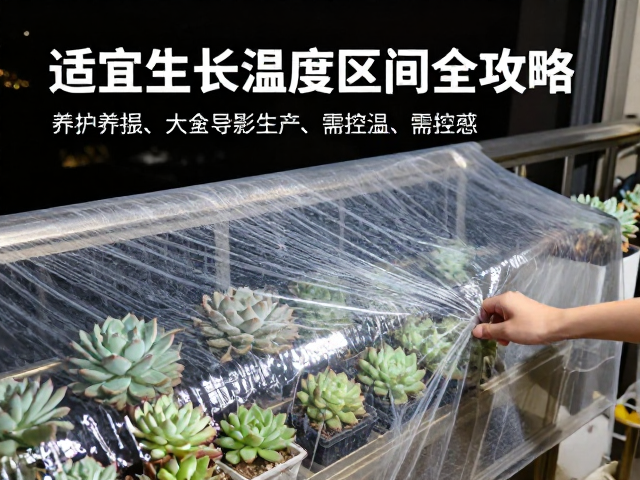 多肉夜间覆盖防寒膜？阳台养护需控温，适宜生长温度区间全攻略