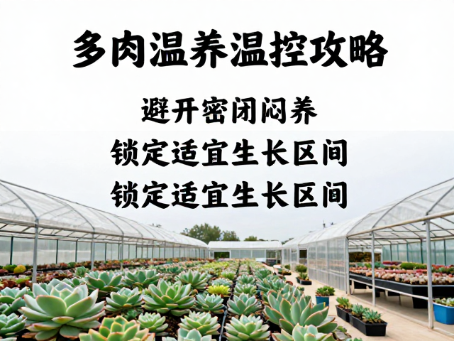 多肉保温棚温控攻略，避开密闭闷养，锁定适宜生长区间