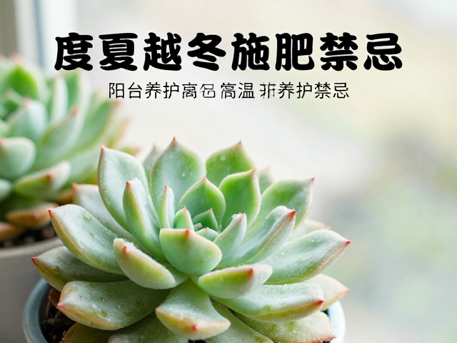 高温施肥禁忌
