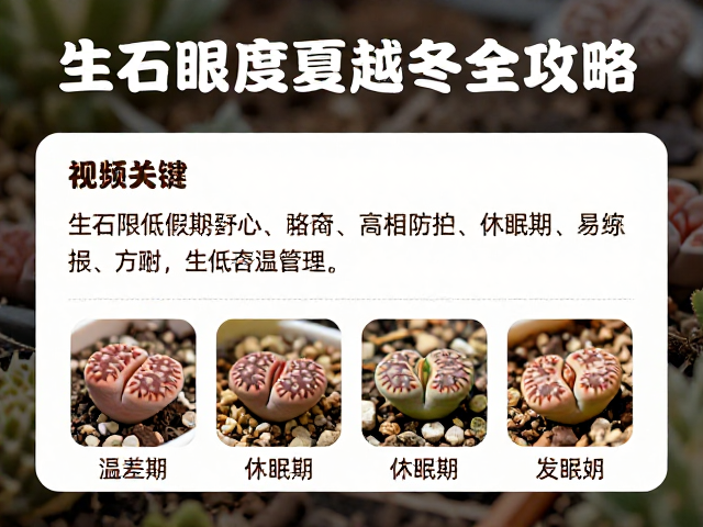 冬季防冻与休眠期唤醒:温差管理与光照调控
