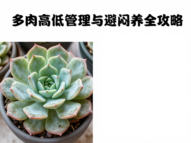 多肉度夏越冬高低温防护，昼夜温差管理与避闷养全攻略
