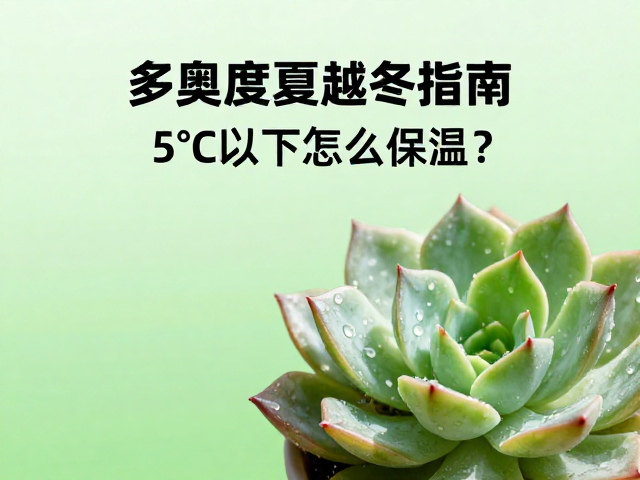 日常养护中的水分与光照调控