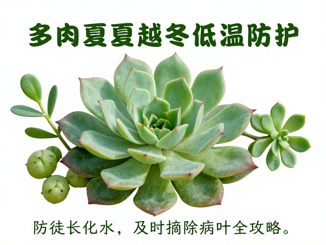 识别并处理徒长与化水现象