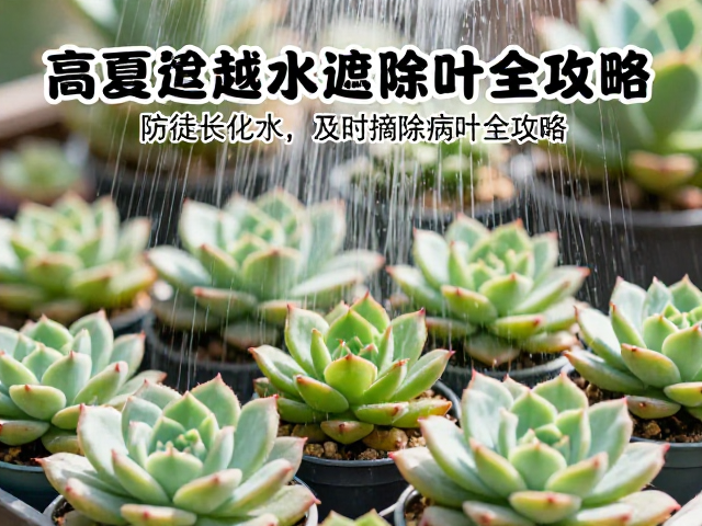 多肉度夏越冬高低温防护，防徒长化水，及时摘除病叶全攻略