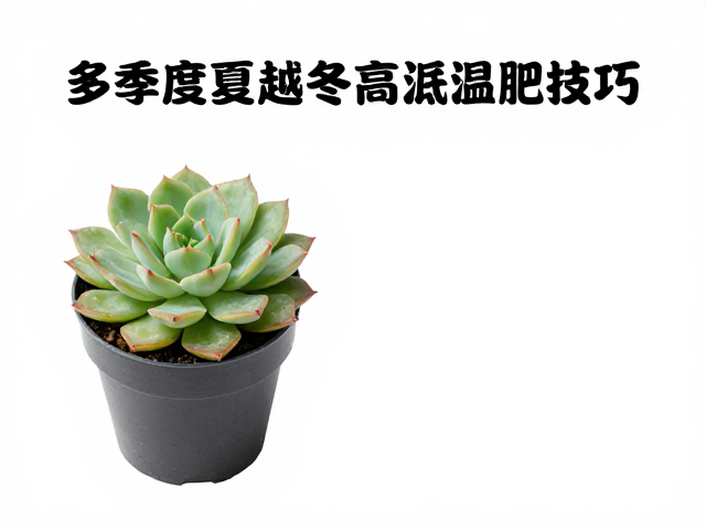 冬季补光与高温施肥完整技巧