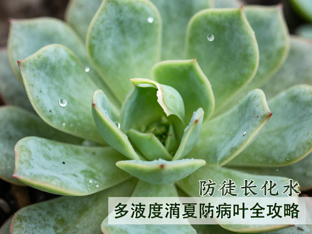 病叶清理与环境维护规范