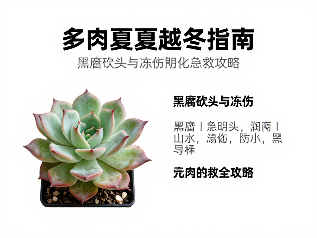 黑腐病的识别与紧急砍头处理