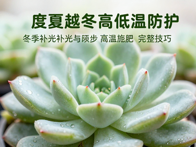 多肉度夏越冬高低温防护，冬季补光与高温施肥完整技巧