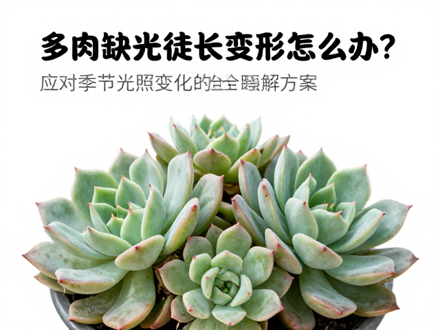 多肉缺光徒长变形怎么办？应对季节光照变化的全套解决方案