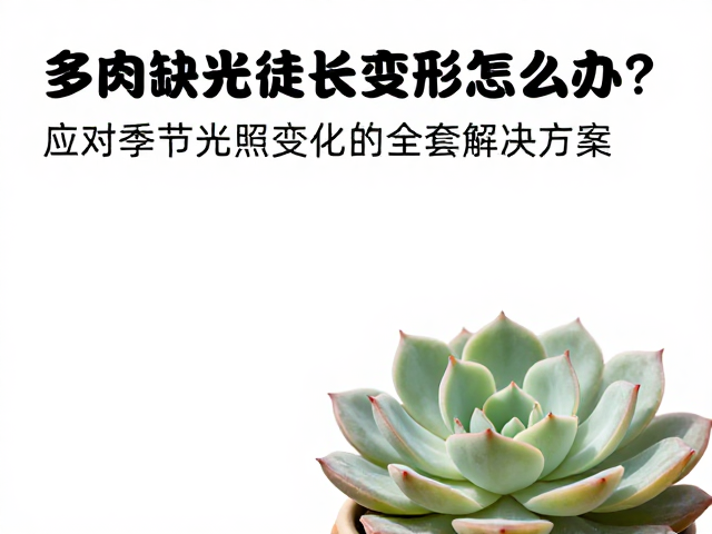 环境光照的精准调控策略