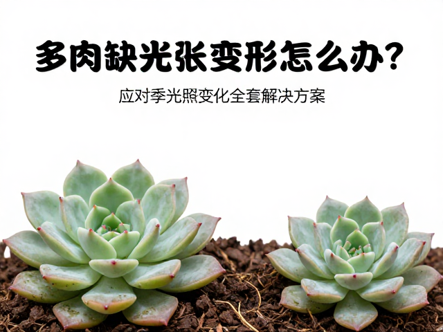 水分与土壤管理的协同调整