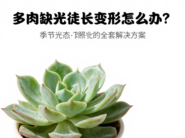 形态矫正与复壮护理