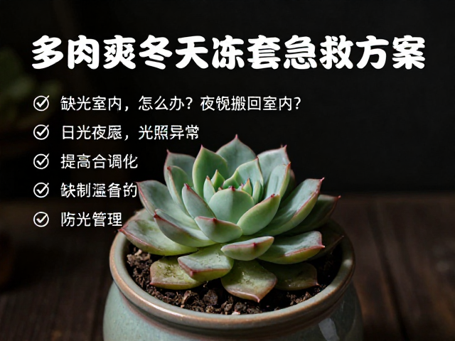 光照管理与温度调控