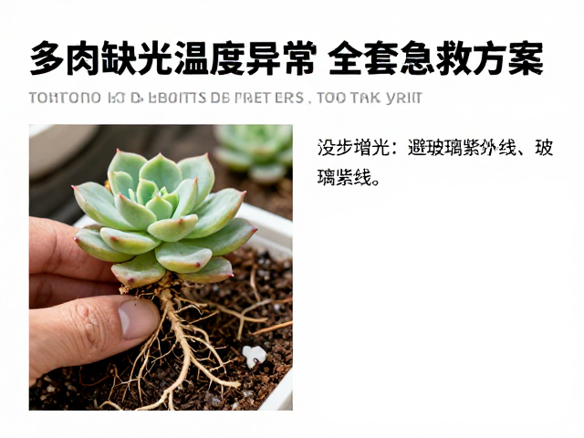 根系检查与土壤重构的急救细节