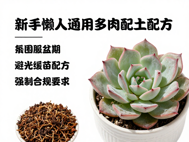 新手懒人通用多肉配土配方，服盆期避光缓苗指南