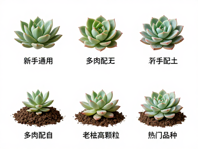 多肉配土公式，新手通用，老桩高颗粒，热门品种专属方案