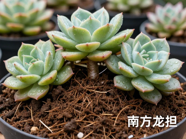 特殊品种与极端气候应对