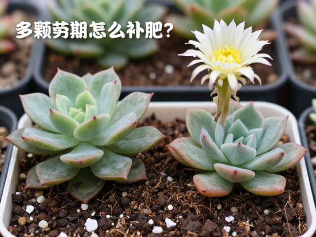 环境调控与花期管理的协同效应