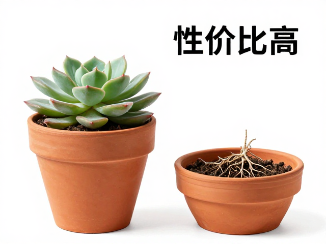 尺寸与排水:匹配植株生长的关键细节