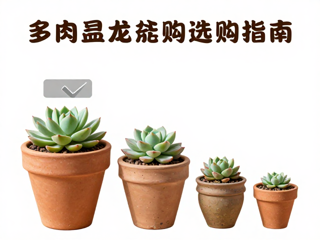 多肉粗陶盆选购指南，尺寸材质搭配与铺面石搭配全攻略