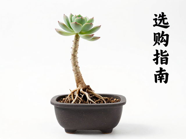 盆深与根系扩展的匹配