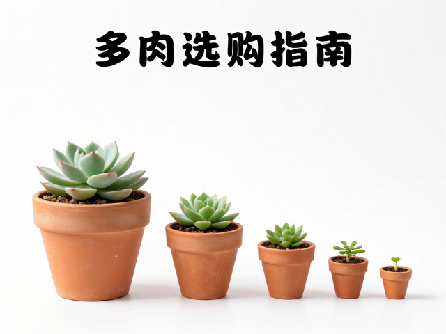 叶插苗育苗小盆的尺寸选择逻辑
