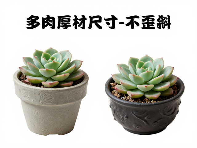多肉花盆材质尺寸选购指南，铺面厚需选深盆，稳固老桩不歪斜