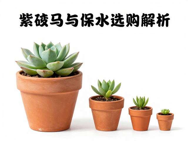 多肉花盆选购指南，紫砂盆保水与叶插苗育苗小盆尺寸全解析