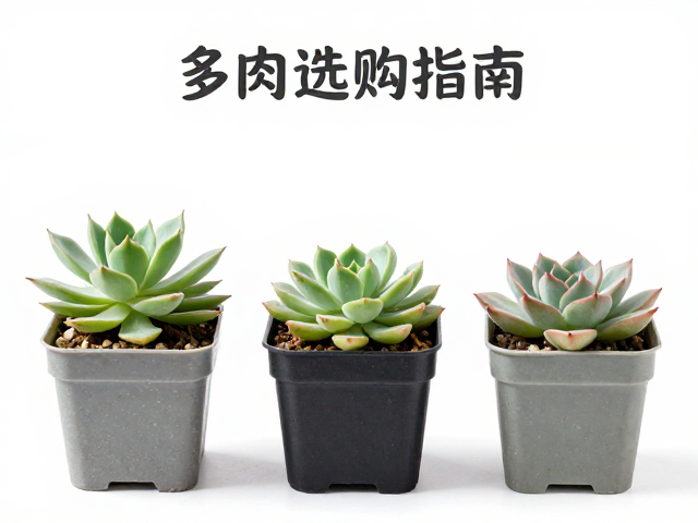 多肉花盆选购指南，透气防徒长，盆径略大于冠幅怎么选