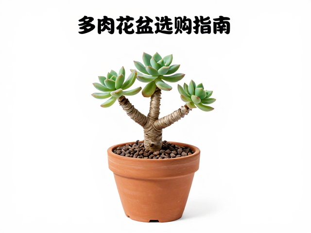 盆口直径与冠幅的比例协调