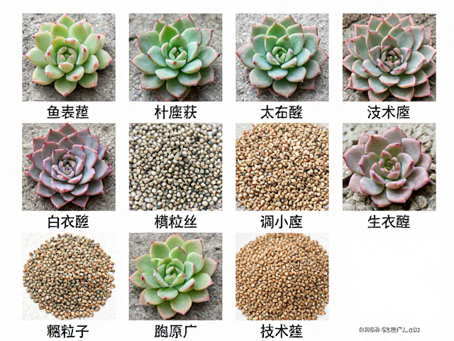 颗粒均匀度对根系生长的微观影响
