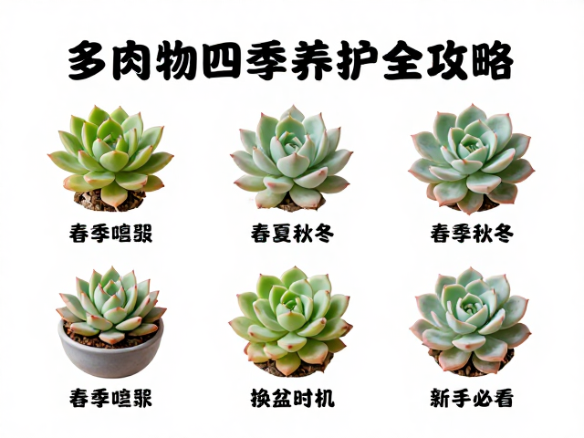 多肉植物四季养护全攻略，春夏秋冬完整指南，新手必看