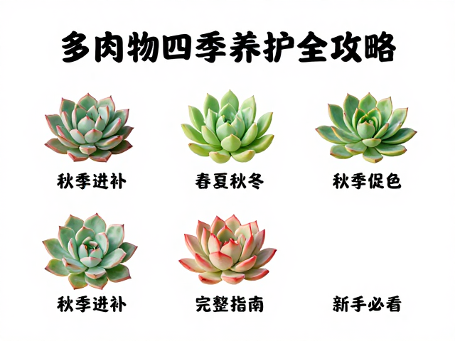 秋季进补:温差促色与肥力补充