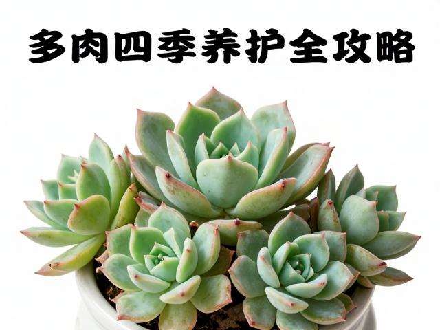 多肉四季养护全攻略，群生老桩如何增加光照爆盆