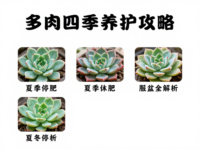 夏季休眠期的控水与遮光策略