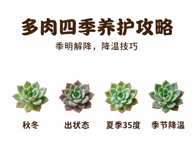 多肉四季养护攻略，秋冬出状态，夏季超35度降温技巧