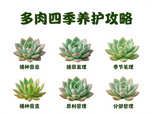 多肉四季养护攻略，播种繁殖与分场景管理全解析