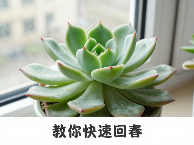 快速回春与日常监测:恢复植株活力的实操步骤
