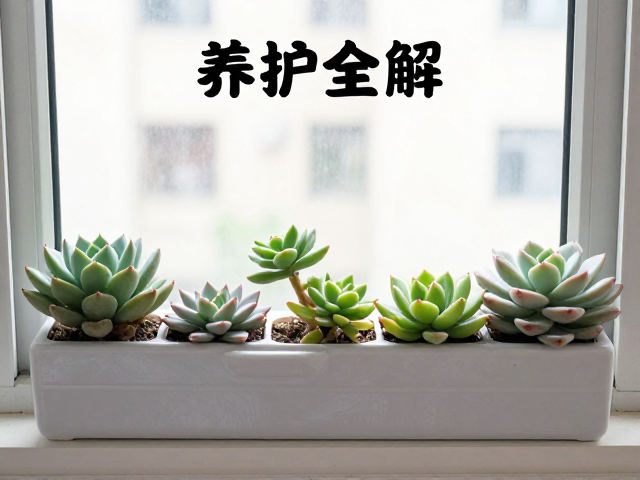 飘窗多肉布置攻略，阳台窗台养护全解，转盆保株型