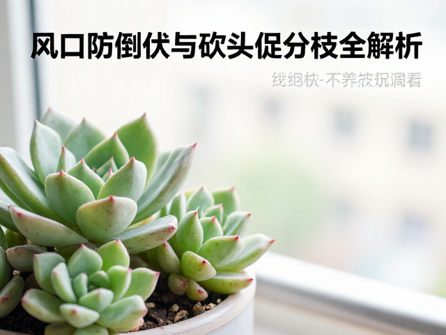 阳台多肉养护攻略，风口防倒伏与砍头促分枝全解析