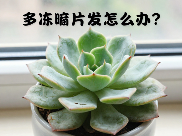 多肉叶片发皱怎么办？阳台窗台防冻，补水全攻略，教你快速回春