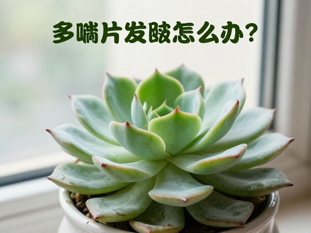 精准补水策略:根据季节与状态调整浇水逻辑