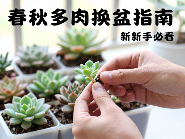 分株繁殖的操作细节与伤口管理