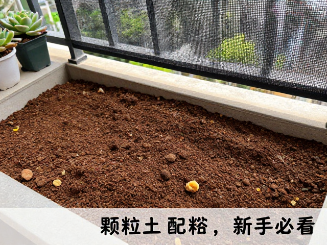 阳台多肉养护攻略，颗粒土配土，遮阳网控光，新手必看