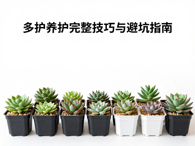 先养虹之玉等普货！室内办公室多肉养护完整技巧与避坑指南